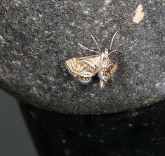 Anydraula pericompsa