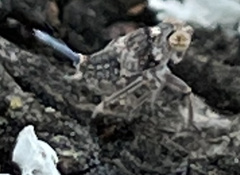 Danepteryx