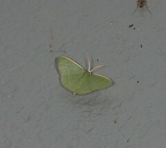 Chlorocoma tachypora