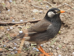 Spodiopsar cineraceus