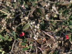 Indigofera linifolia