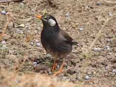 Spodiopsar cineraceus