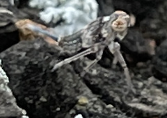 Danepteryx