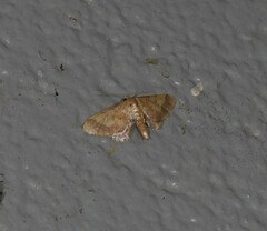 Idaea trypheropa