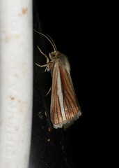 Heliocheilus cramboides