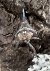 Danepteryx