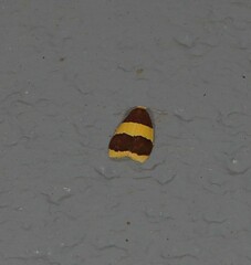 Heterallactis phlogozona