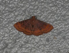 Homodes bracteigutta