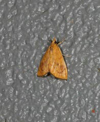Hyalobathra brevialis