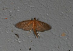 Hymenoptychis sordida