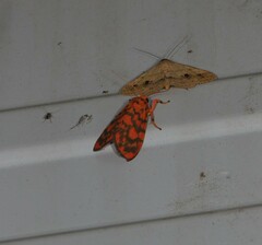 Miltochrista quadrilineata