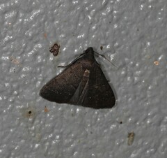 Nodaria aneliopis