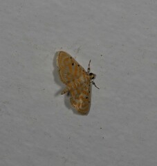 Notarcha aurolinealis