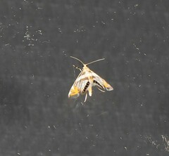 Nymphicula queenslandica