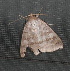 Ophiusa hituense
