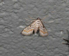 Parapoynx dentizonalis