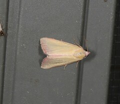 Phytometra formosalis