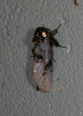 Psalidostetha banksiae