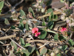 Indigofera linifolia