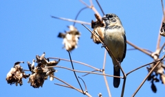 Sporophila morelleti