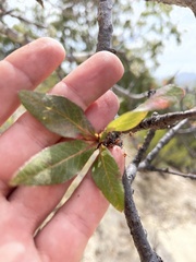 Bursera cerasiifolia
