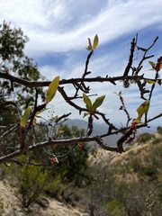 Bursera cerasiifolia
