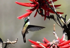 Saucerottia cyanocephala