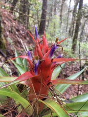 Tillandsia imperialis