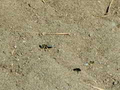 Bembix americana comata