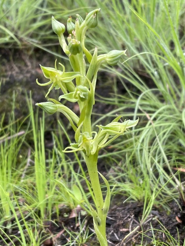 Habenaria lithophila image