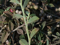 Indigofera linifolia