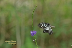Ideopsis vulgaris