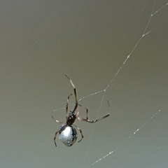 Argyrodes antipodianus