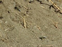 Bembix americana comata