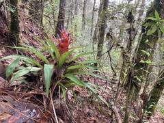 Tillandsia imperialis