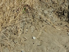 Bembix americana comata