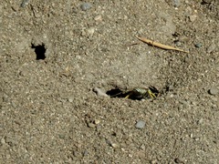 Bembix americana comata