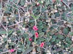 Indigofera linifolia