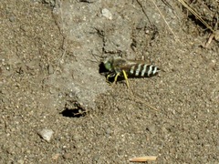 Bembix americana comata