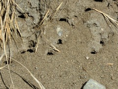 Bembix americana comata