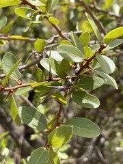 Sideroxylon peninsulare