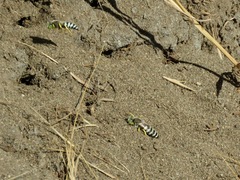 Bembix americana comata