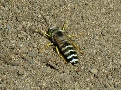 Bembix americana comata