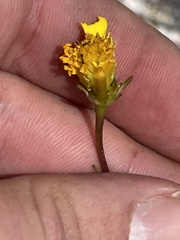 Bidens nudata