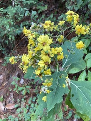 Rumfordia floribunda