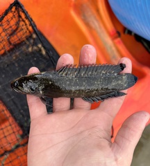 Acanthoclinus fuscus