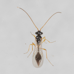 Aclista