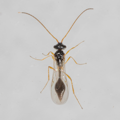 Aclista