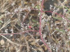 Indigofera linifolia