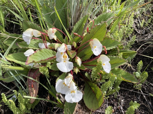 Impatiens rosulata image